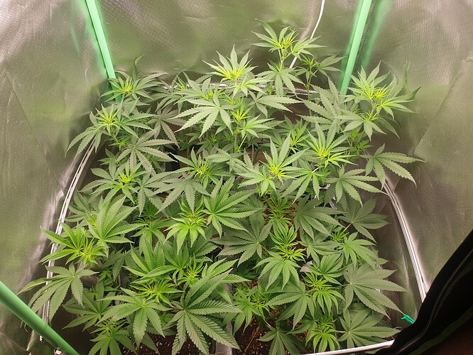 Growreport Bild 2