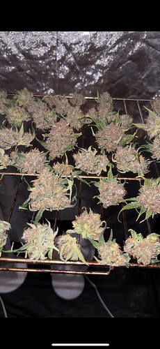 Growreport Bild 2