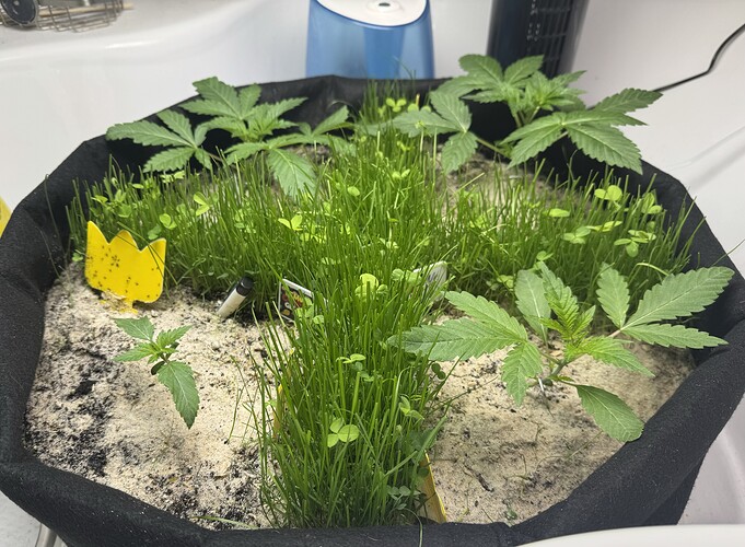 Growreport Bild 3
