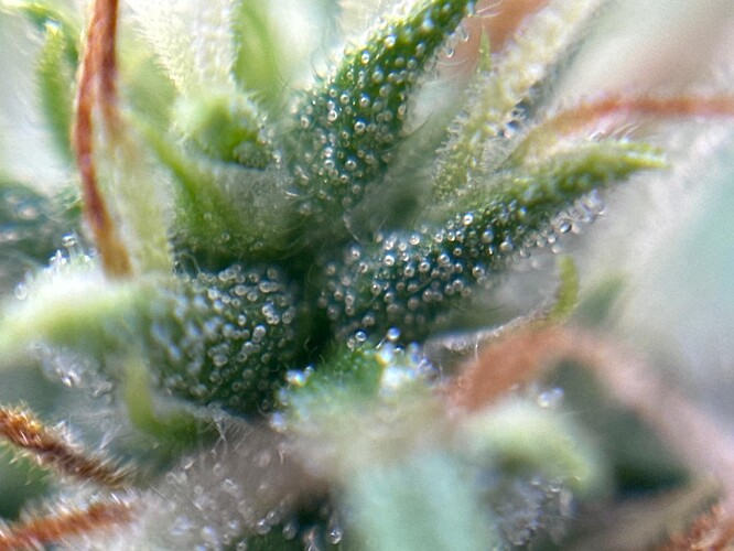 Growreport Bild 41