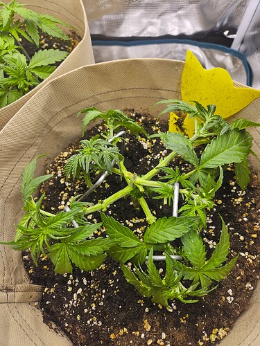 Growreport Bild 33