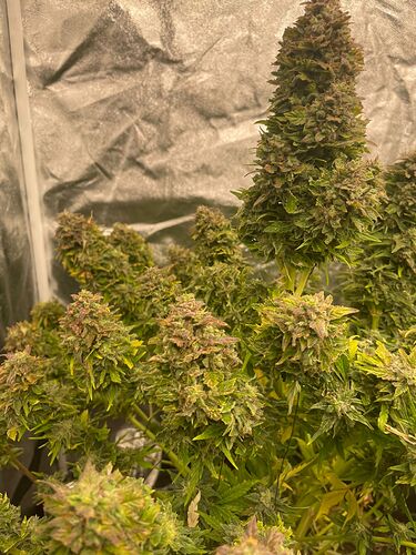 Growreport Bild 11