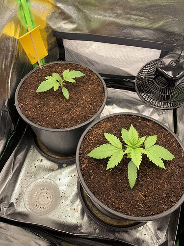 Growreport Bild 3