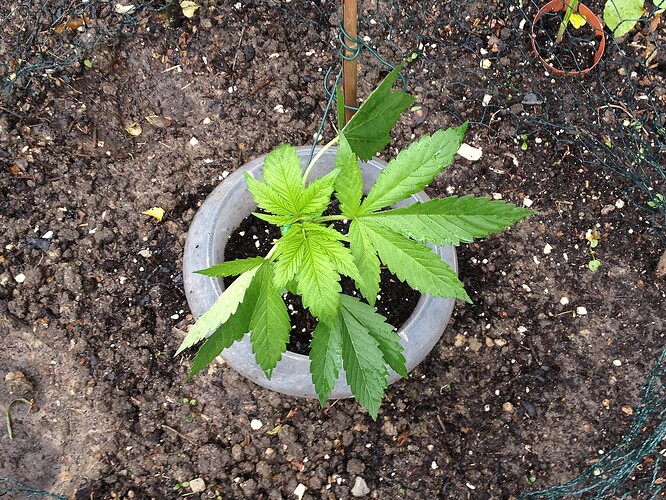 Grow25_0528_2
