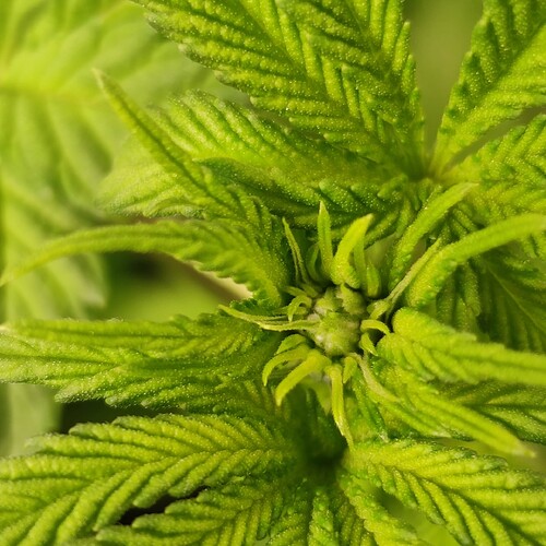 Growreport Bild 16