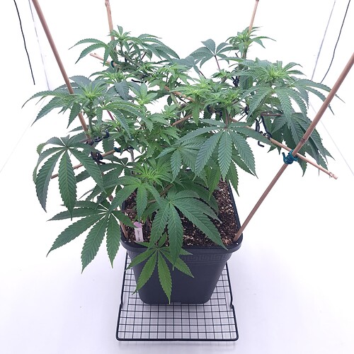 Growreport Bild 6