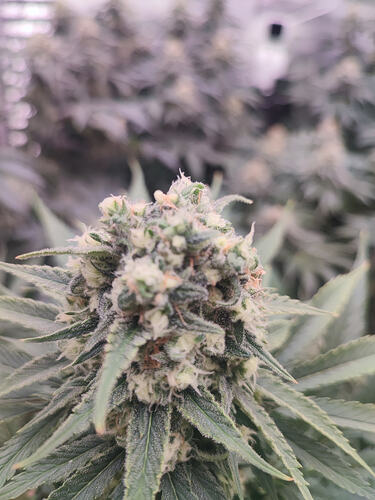 Growreport Bild 8