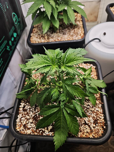 Growreport Bild 47