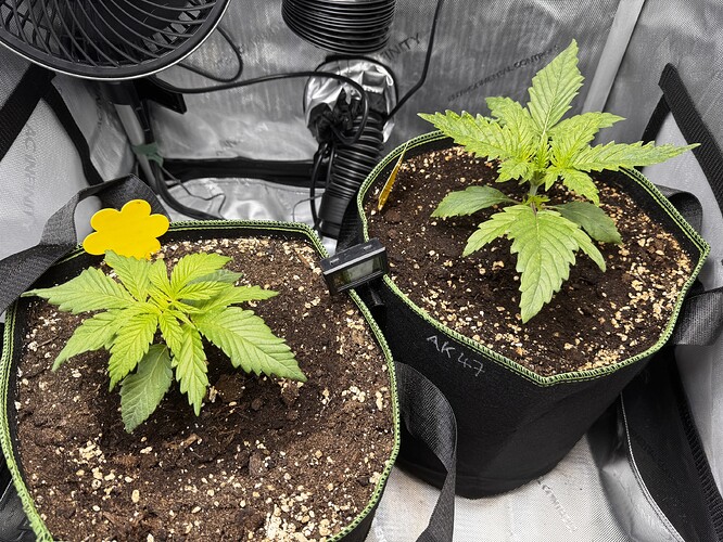 Growreport Bild 1