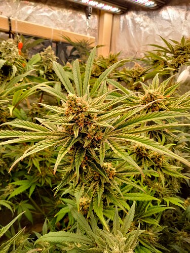 Growreport Bild 2