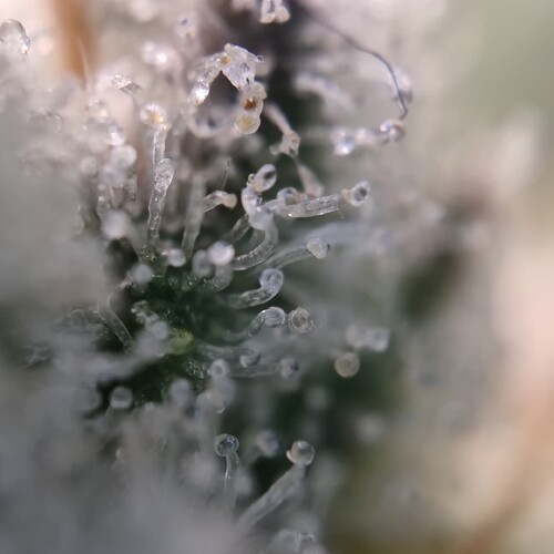 Growreport Bild 10