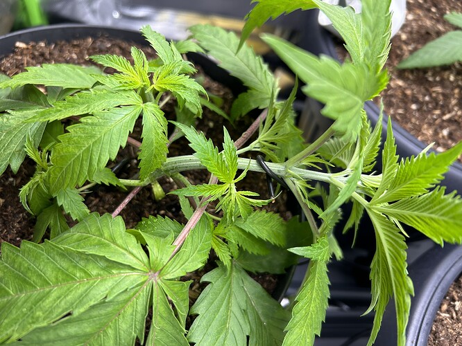 Growreport Bild 36