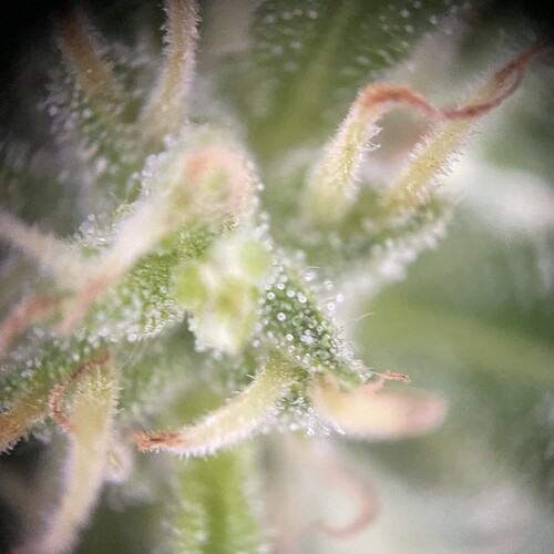 Growreport Bild 23