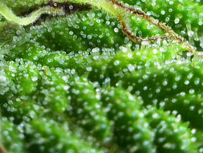 Growreport Bild 8