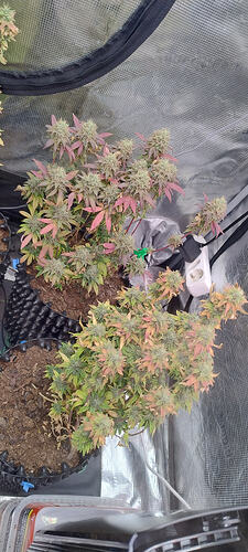 Growreport Bild 7