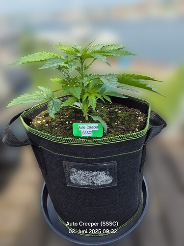 Growreport Bild 13