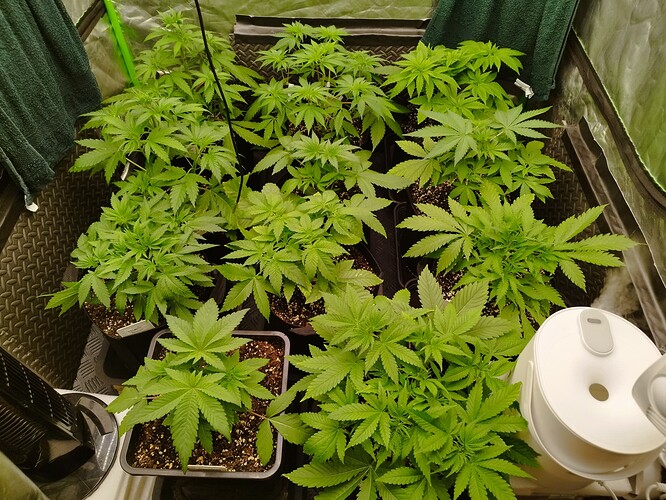 Mehrere junge Cannabispflanzen in Töpfen, die in einer Growbox wachsen. Die Pflanzen sind grün und zeigen deutliche Anzeichen von vegetativem Wachstum.