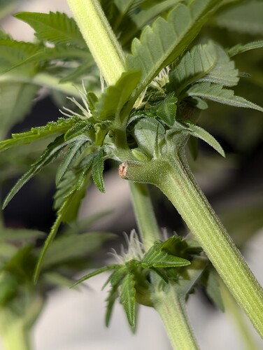 Growreport Bild 1