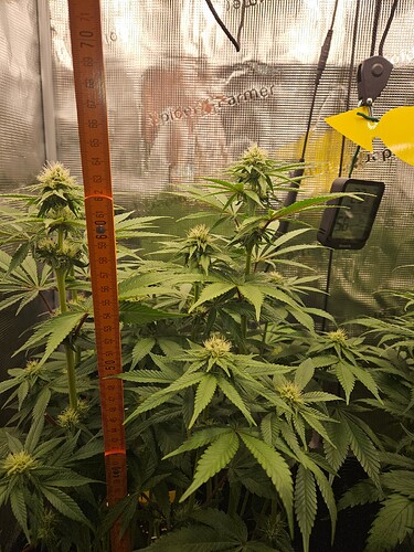 Growreport Bild 16