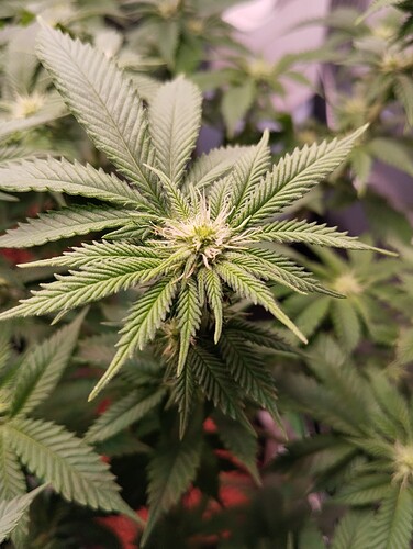 IMG_20250126_204837 - Kopie