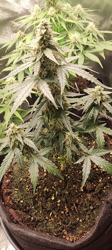 Growreport Bild 3