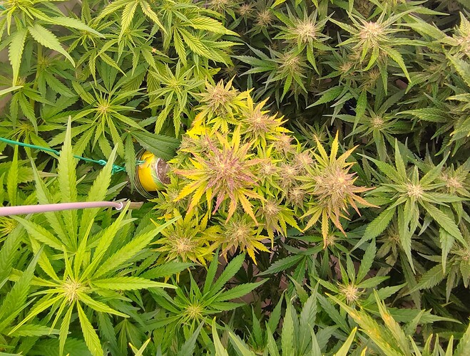 Growreport Bild 6