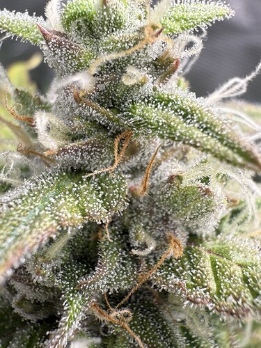 Growreport Bild 3