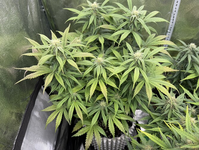 Growreport Bild 5