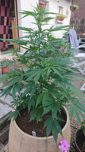 Growreport Bild 74