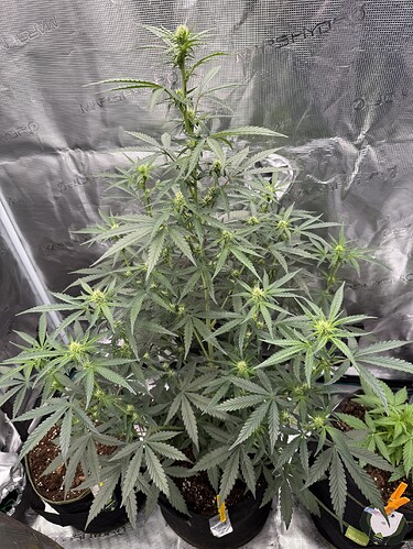 Growreport Bild 24