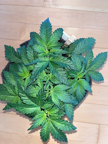 Growreport Bild 10
