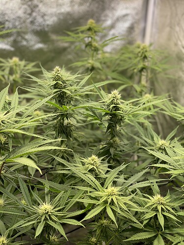 Growreport Bild 4