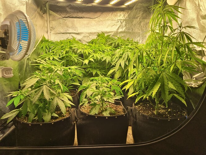 Mehrere Cannabispflanzen in verschiedenen Wachstumsstadien in einem Zelt mit einem Ventilator und einer LED-Lampe.