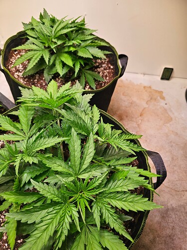 Growreport Bild 6