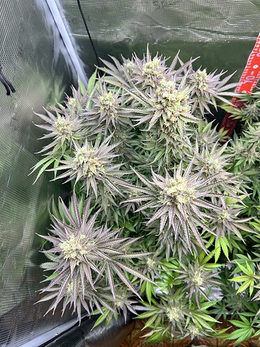Eine blühende Cannabis-Pflanze in einem Grow-Zelt mit deutlich verfärbten, violetten Blättern und Blütenständen.