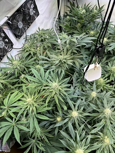 Growreport Bild 35