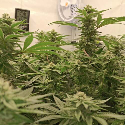 476168031_122166332132293599_1183976783995433449_n