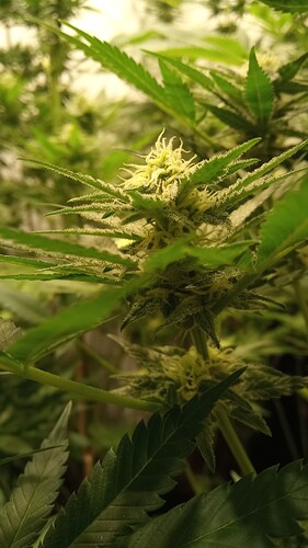 Growreport Bild 65