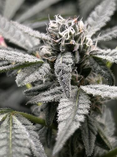 Growreport Bild 16