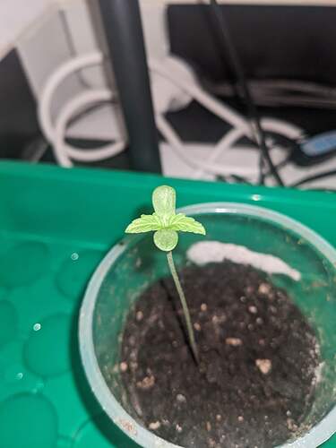 PXL_20240418_213049068