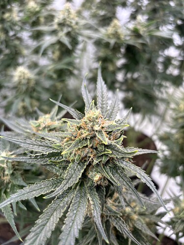 Growreport Bild 10