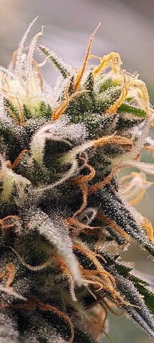 Screenshot_2024-08-03-13-41-30-981_com.miui.gallery