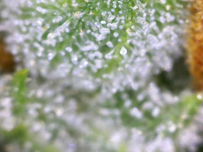 Growreport Bild 13
