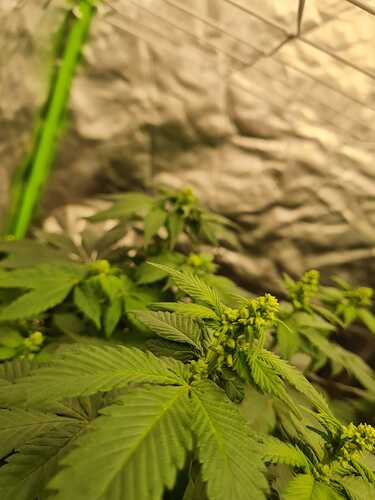 Growreport Bild 1