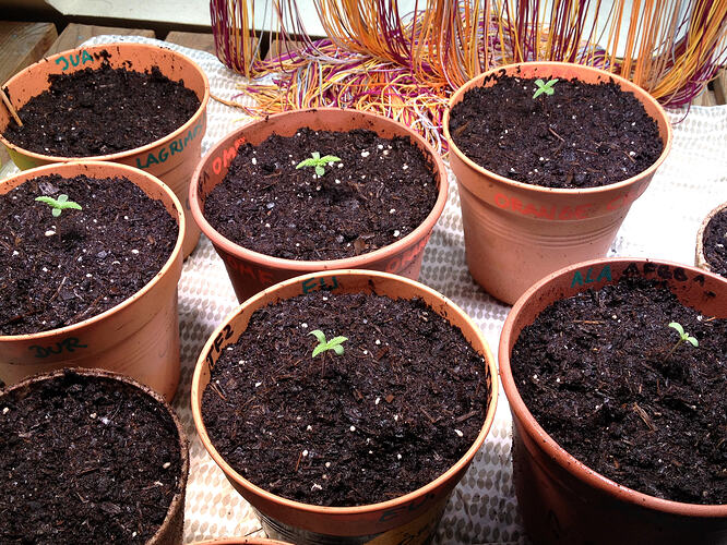 Grow26_0511_5