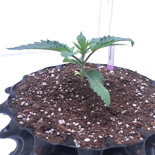 Growreport Bild 3