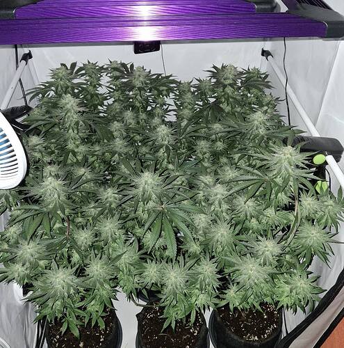 476832473_122167230296293599_4794635724979167042_n