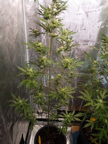 Growreport Bild 4