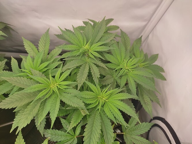 Growreport Bild 9