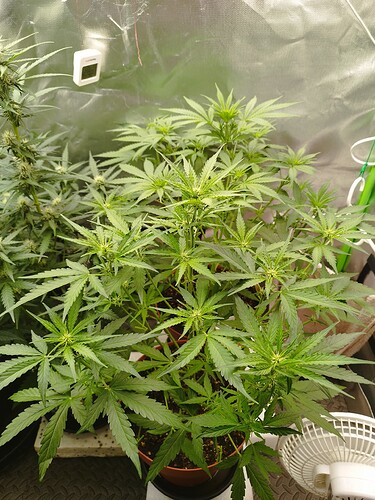 Mehrere junge Cannabispflanzen in einem Zelt, die sich in der Blütephase befinden. Eine Pflanze im Vordergrund ist größer und zeigt deutliche Anzeichen von beginnender Blüte.